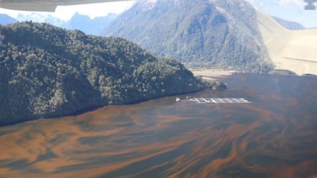 ONG FIMA: Masiva muerte de peces en el sur de Chile se debe a la industria de la salmonicultura