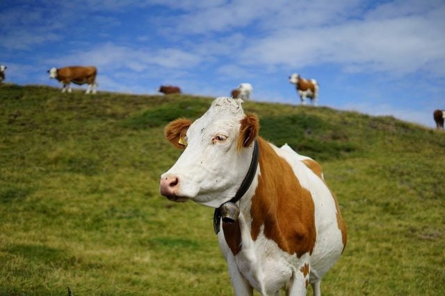 Sistema de inteligencia artificial es capaz de detectar emociones en animales