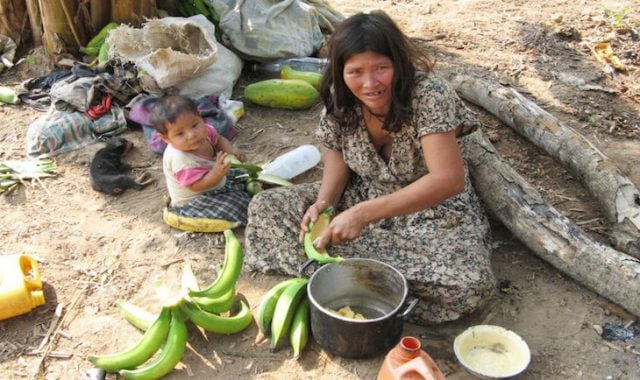 Encuentran que cerebros de indígenas de la Amazonia boliviana envejecen menos gracias a su estilo de vida