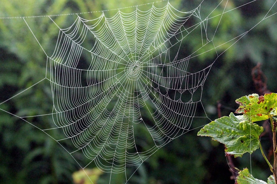 araña jamás identificada