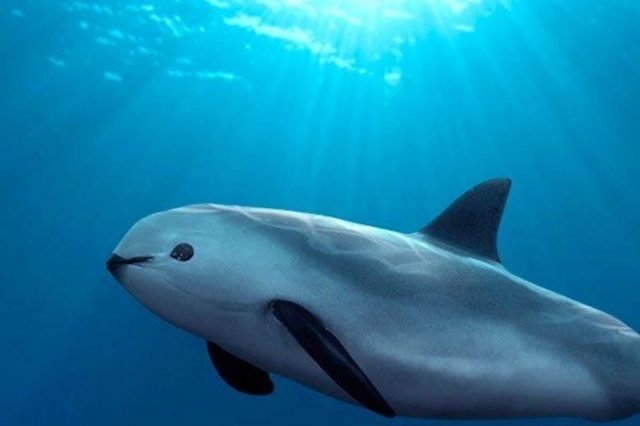 Extinta, 98.6% de población de la vaquita marina