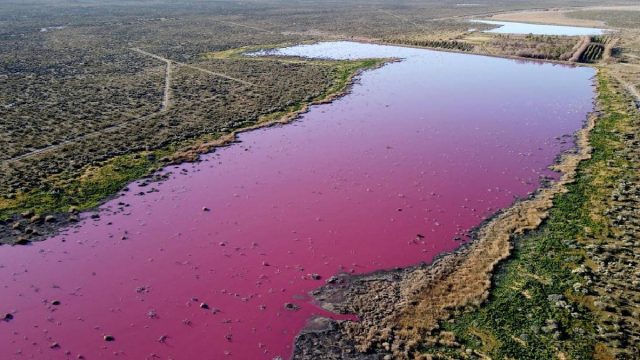 (Fotos y video) Empresas pesqueras vierten residuos tóxicos y tiñen de fucsia laguna al sur de Argentina