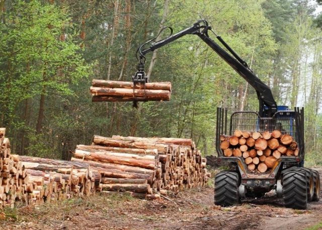 Plantaciones forestales en la mira de la Suprema tras caso de monocultivos en cercanías de Parque Nacional Nonguén