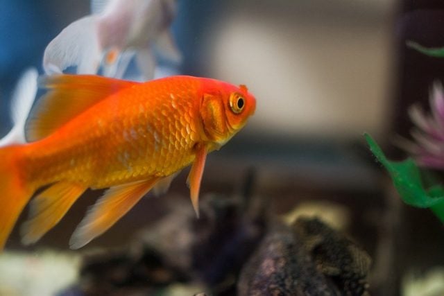 Peces pueden volverse adictos a algunas drogas que contaminan ríos de zonas urbanas