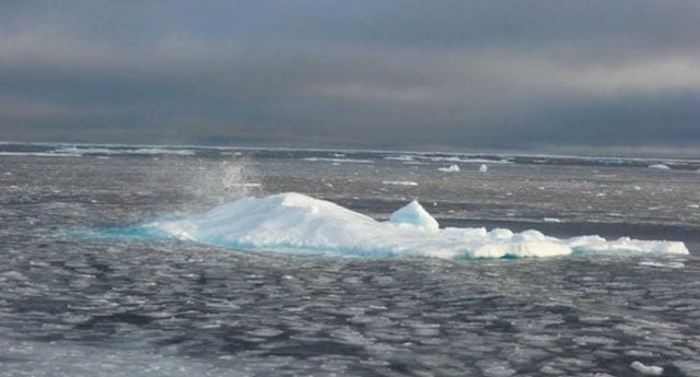 Bacterias marinas que habitan en el Ártico pueden degradar el petróleo