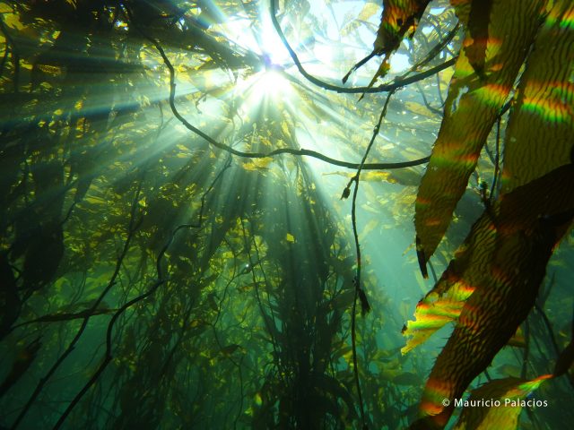 Bosques submarinos de la Patagonia se mantienen intactos hace 200 años a pesar de la crisis climática global