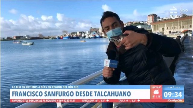 Sernapesca criticó al matinal de Chilevisión por alimentar a un lobo marino en un despacho en vivo: Está prohibido por alterar los hábitos de caza de los animales