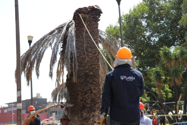 Amarillamiento letal en Puebla ¿fin de las palmeras?