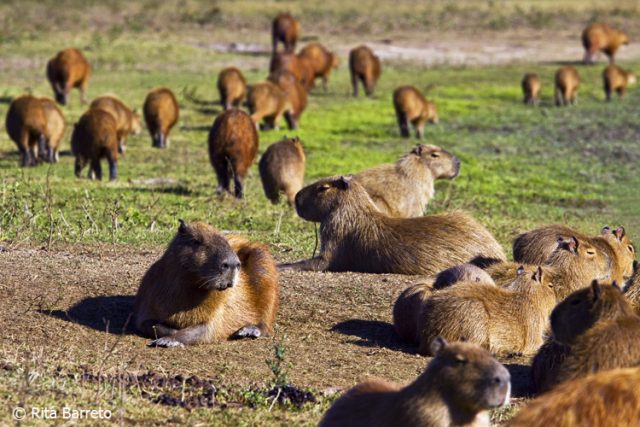 Migrant capybara: What is behind the massive appearance of the world’s largest rodent in an affluent area of Argentina?