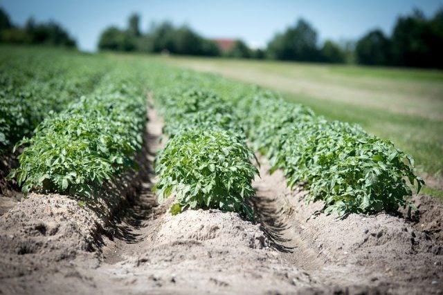 Cambio climático aumenta riesgo de que cultivos se infecten con plagas