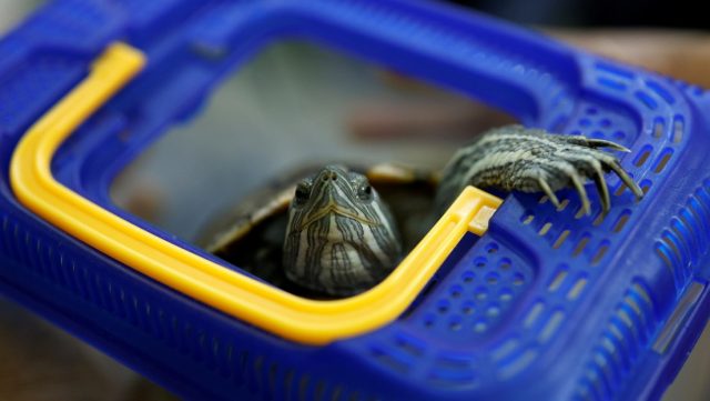 Una tortuga detiene tráfico aéreo en aeropuerto de Japón