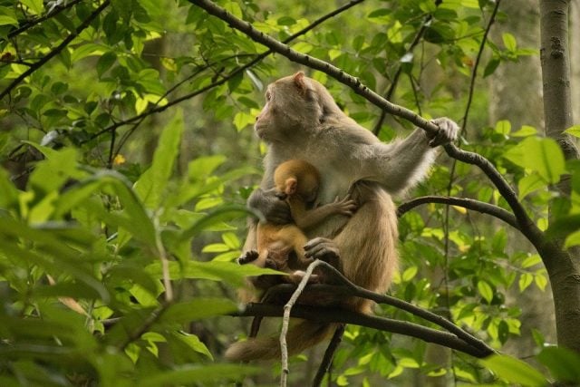 ¿Por qué las madres primates llevan consigo los cuerpos de sus crías muertas?