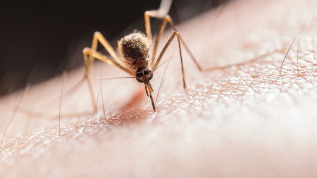 Potencialmente mortal: aumentan casos de virus del Nilo Occidental en EE. UU.