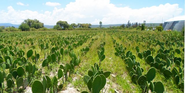 El nopal, regalo gastronómico, artístico e histórico para México