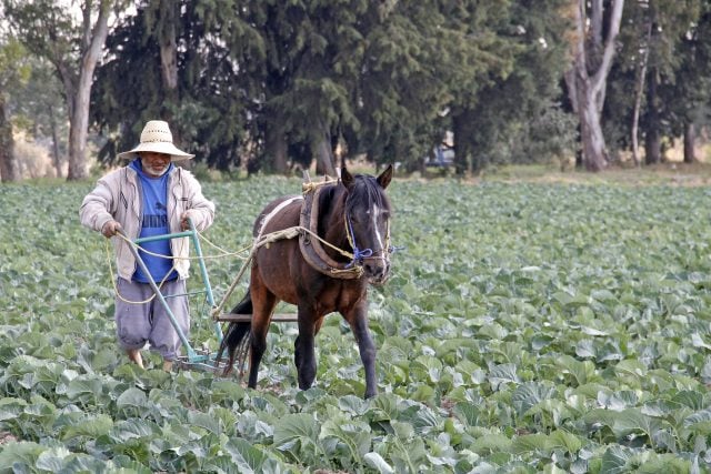 Campo Texmelucan