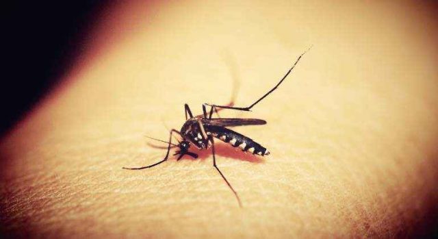 «Momento histórico»: OMS recomienda uso generalizado de primera vacuna contra la malaria