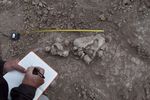 Descubren en Argentina más de cien huevos y 80 esqueletos de dinosaurios