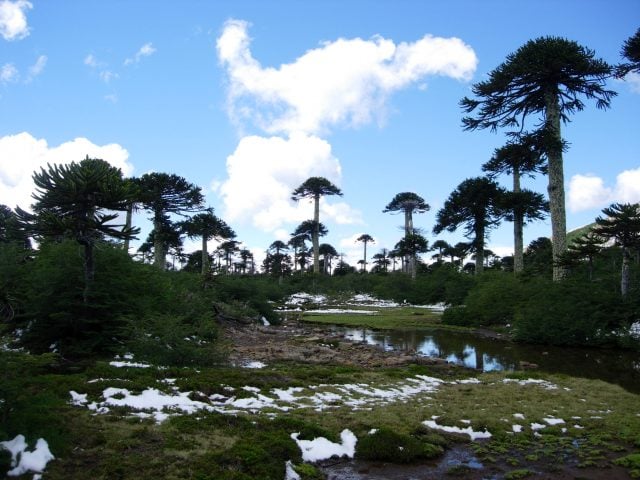 Investigación plantea que hasta un 43,6% de la vegetación nativa local estaría bajo riesgo frente al cambio climático