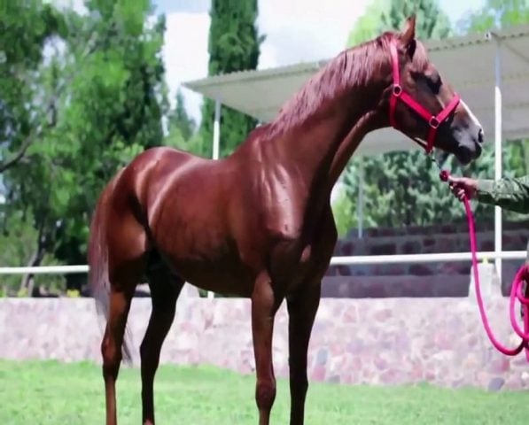 UNAM y Birmex desarrollan suero hiperinmune a partir de caballos para reforzar a pacientes graves de COVID-19