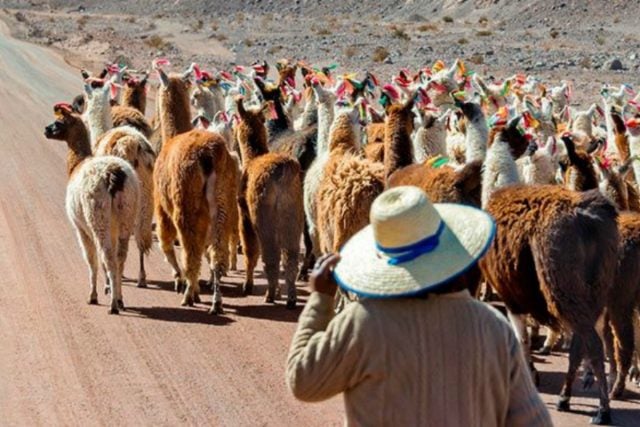 Mediateca de la U. de Chile realiza rescate patrimonial de canción en lengua kunza