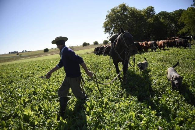 Invade carne sintética el negocio por excelencia en Uruguay