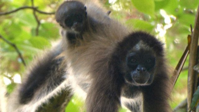 The fight to save the spider monkey and the forest where it lives in the western plains of Venezuela