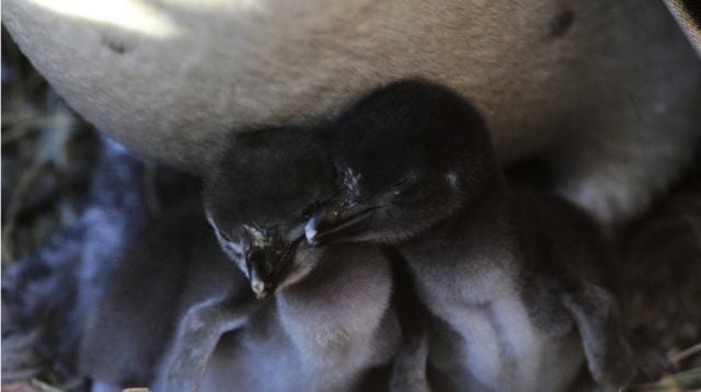 Daño ecológico irreversible: Un hombre mata casi 300 pichones de pingüinos y destruye más de 140 nidos de esa especie con una excavadora en Argentina