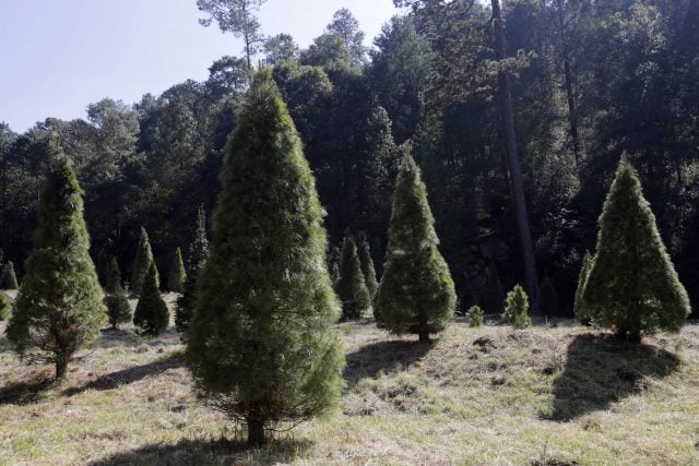 ¿Árbol natural o artificial?, antes de decidir conoce su impacto ambiental