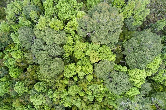 Bosques del sur de Chile y sus suelos: Campeones mundiales en almacenamiento de carbono