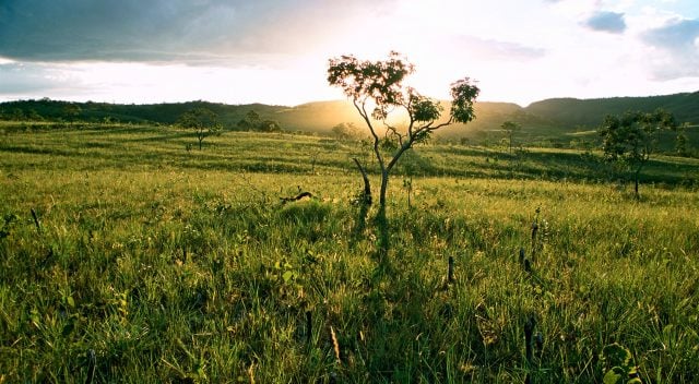 Brasil: dejarán de monitorear deforestación en un importante bioma por falta de presupuesto