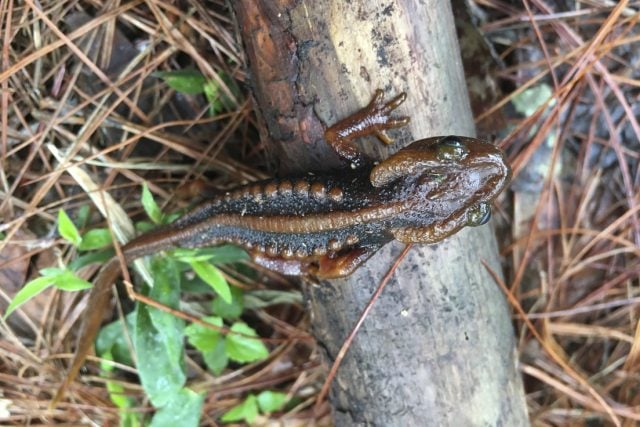 Descubren 224 nuevas especies de fauna y flora en una región asiática