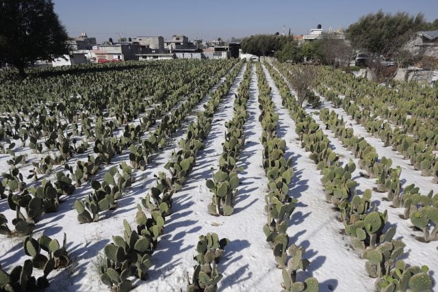 Indemnizará gobierno a 120 productores de Tlachichuca por daños de aguanieve