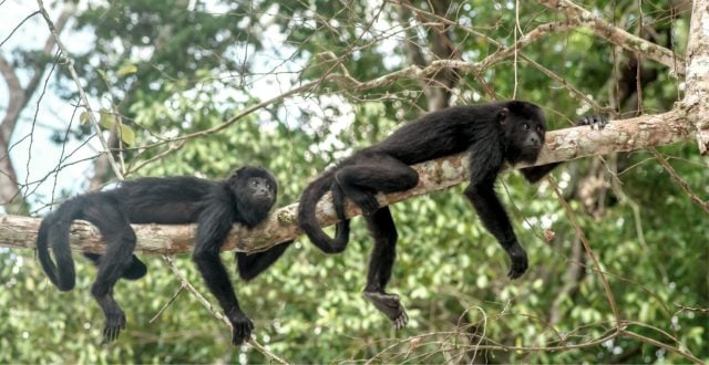 monitos