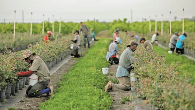 Trabajadores mexicanos