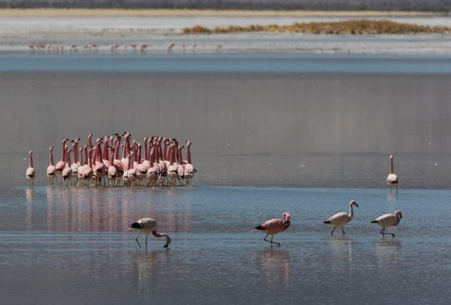 Rechazo categórico de organizaciones socioambientales a la aprobación del Proyecto Blanco en el Salar de Maricunga