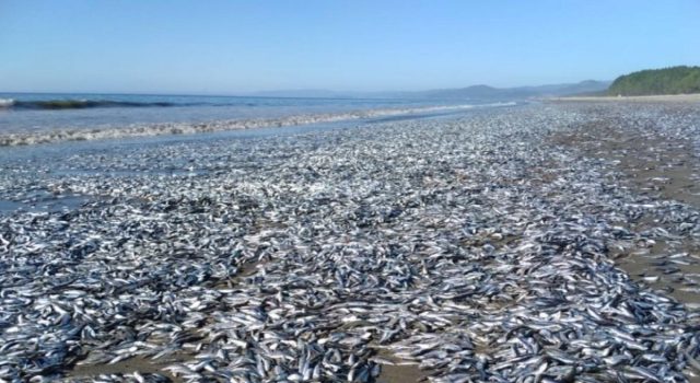 Alerta por varazón de peces en Coliumo