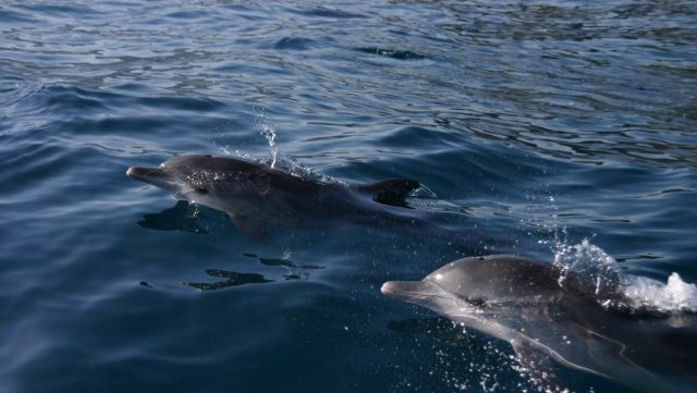 Delfines