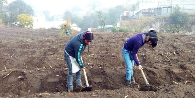 Pandemia impulsa mayor ocupación de mujeres en el campo y la industria