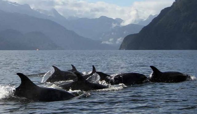 Informe: Impactos de actividades industriales en áreas marinas protegidas de la Patagonia en Chile