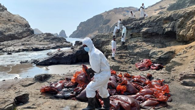 Perú: Lo que desnuda el derrame petrolero en la costa de Ventanilla