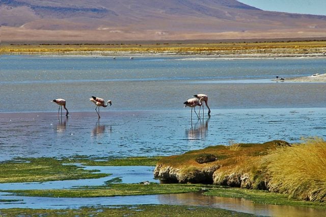 Grave: Explotación de litio en el Salar de Atacama ha provocado severa disminución en el número de flamencos