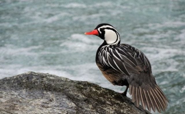 Pato cortacorriente, ave acuática en peligro de extinción