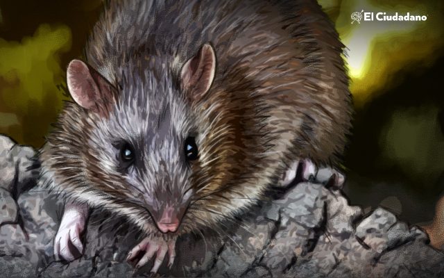 Buscan revivir una especie de rata que se extinguió hace más de un siglo