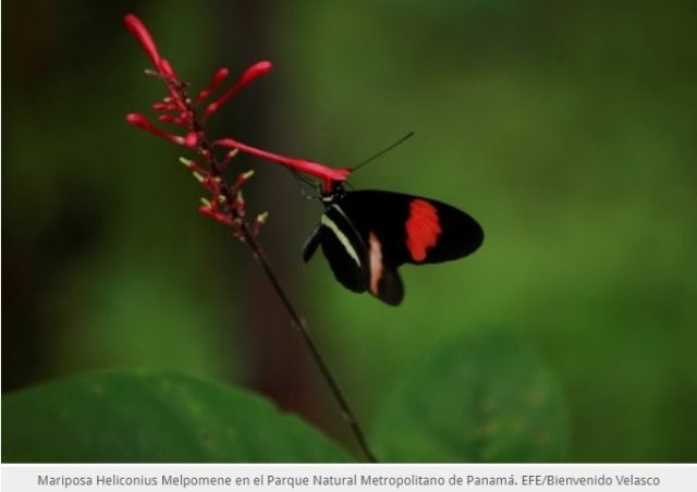 Ecologistas tildan de «decepcionante» las negociaciones previas a la COP15