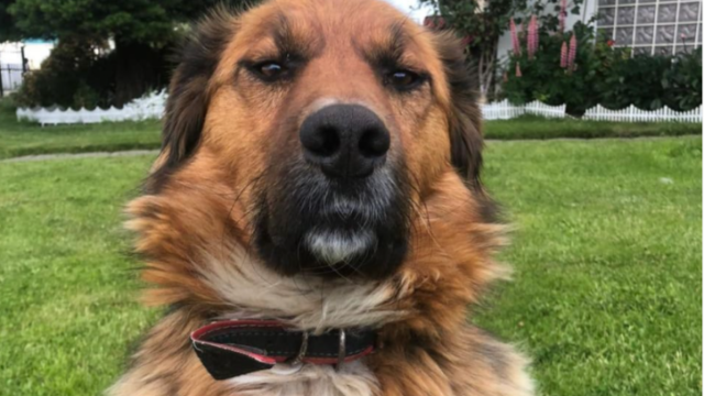 Brownie Boric, el perro del presidente de Chile que causa furor en redes