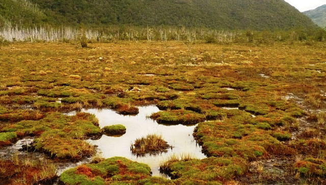 El discurso extractivista tras los dardos contra la protección del pompón