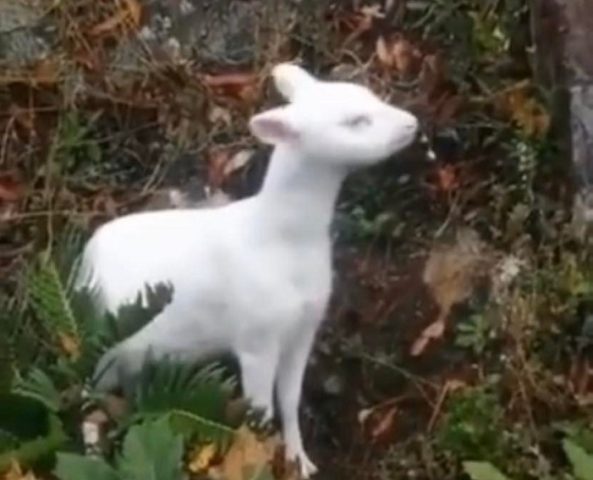 Buscan proteger al pudú albino de Chiloé