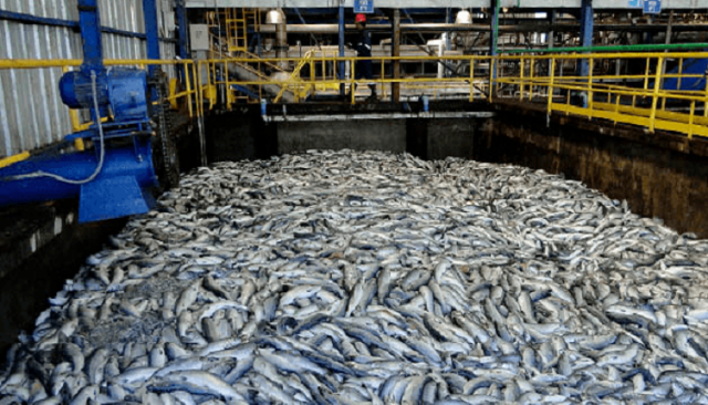 SMA abre procedimiento sancionatorio por sobreproducción de salmoneras Nova Austral y Multiexport en «zonas protegidas» de Magallanes y Aysén