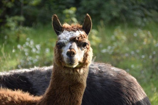 Desarrollan técnica para aliviar inflamaciones crónicas con nanocuerpos de alpaca