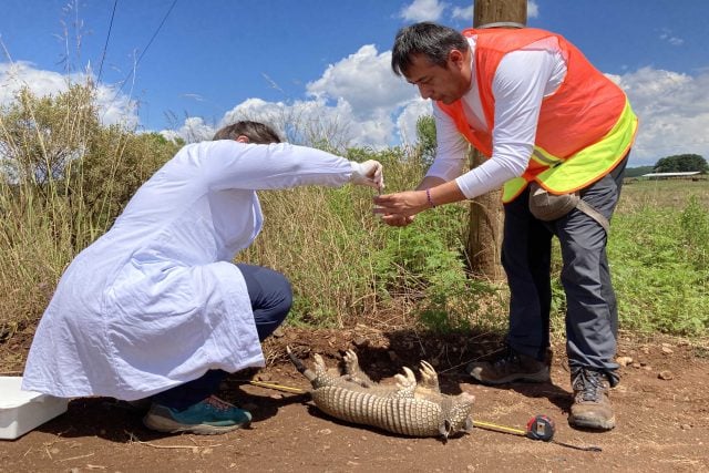 Profesor BUAP estudia en Brasil patógenos en animales que transmitirían la lepra